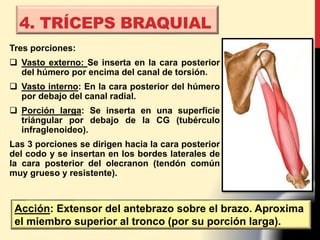 4. TRÍCEPS BRAQUIAL
Tres porciones:
 Vasto externo: Se inserta en la cara posterior
del húmero por encima del canal de torsión.
 Vasto interno: En la cara posterior del húmero
por debajo del canal radial.
 Porción larga: Se inserta en una superficie
triángular por debajo de la CG (tubérculo
infraglenoideo).
Las 3 porciones se dirigen hacia la cara posterior
del codo y se insertan en los bordes laterales de
la cara posterior del olecranon (tendón común
muy grueso y resistente).
Acción: Extensor del antebrazo sobre el brazo. Aproxima
el miembro superior al tronco (por su porción larga).
 