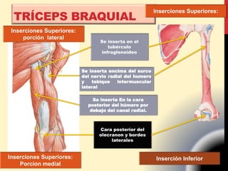TRÍCEPS BRAQUIAL
Inserciones Superiores:
Se inserta en el
tubérculo
infraglenoideo
Se inserta encima del surco
del nervio radial del humero
y tabique intermuscular
lateral
Inserciones Superiores:
porción lateral
Inserciones Superiores:
Porcion medial
Se inserta En la cara
posterior del húmero por
debajo del canal radial.
Inserción Inferior
Cara posterior del
olecranon y bordes
laterales
 