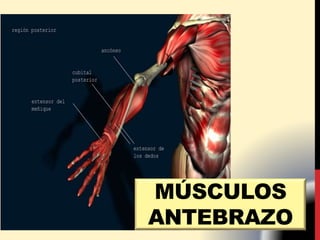 MÚSCULOS
ANTEBRAZO
 