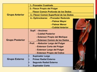 1.- Pronador Cuadrado
2.- Flexor Propio del Pulgar
Flexor Común Profundo de los Dedos
Grupo Anterior 3.- Flexor Común Superficial de los Dedos
4.- Epitrocleares: - Pronador Redondo
- Palmar Mayor
- Palmar Menor
- Cubital Anterior
Supf: - Ancóneo
- Cubital Posterior
- Extensor Propio del Meñique
Grupo Posterior - Extensor Común de los Dedos
Prof: - Abductor Largo del Pulgar
- Extensor Corto del Pulgar
- Extensor Largo del Pulgar
- Extensor Propio del Índice
 Supinador Largo
Grupo Externo  Primer Radial Externo
 Segundo Radial Externo
 Supinador Corto
 