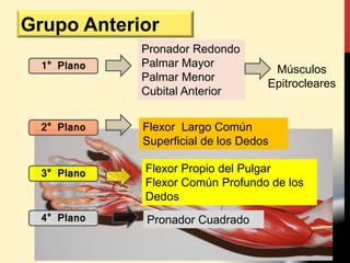 Grupo Anterior
Pronador Redondo
Palmar Mayor
Palmar Menor
Cubital Anterior
1° Plano
2° Plano Flexor Largo Común
Superficial de los Dedos
3° Plano Flexor Propio del Pulgar
Flexor Común Profundo de los
Dedos
4° Plano Pronador Cuadrado
Músculos
Epitrocleares
 