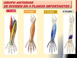 1° PLANO 2° PLANO 3° PLANO 4° PLANO
GRUPO ANTERIOR
SE DIVIDEN EN 4 PLANOS IMPORTANTES :
 