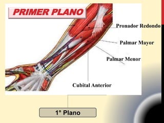 Pronador Redondo
Cubital Anterior
Palmar Mayor
Palmar Menor
1° Plano
PRIMER PLANO
 