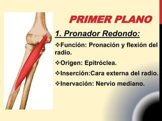 1. Pronador Redondo:
Función: Pronación y flexión del
radio.
Origen: Epitróclea.
Inserción:Cara externa del radio.
Inervación: Nervio mediano.
PRIMER PLANO
 