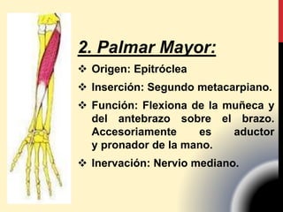2. Palmar Mayor:
 Origen: Epitróclea
 Inserción: Segundo metacarpiano.
 Función: Flexiona de la muñeca y
del antebrazo sobre el brazo.
Accesoriamente es aductor
y pronador de la mano.
 Inervación: Nervio mediano.
 