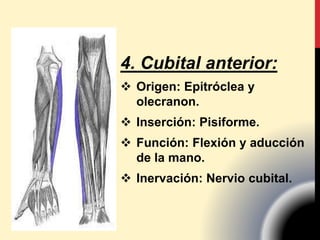 4. Cubital anterior:
 Origen: Epitróclea y
olecranon.
 Inserción: Pisiforme.
 Función: Flexión y aducción
de la mano.
 Inervación: Nervio cubital.
 