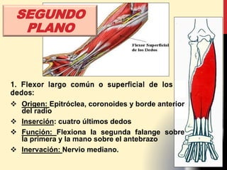 1. Flexor largo común o superficial de los
dedos:
 Origen: Epitróclea, coronoides y borde anterior
del radio
 Inserción: cuatro últimos dedos
 Función: Flexiona la segunda falange sobre
la primera y la mano sobre el antebrazo
 Inervación: Nervio mediano.
SEGUNDO
PLANO
 