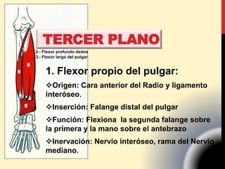 TERCER PLANO
1. Flexor propio del pulgar:
Origen: Cara anterior del Radio y ligamento
interóseo.
Inserción: Falange distal del pulgar
Función: Flexiona la segunda falange sobre
la primera y la mano sobre el antebrazo
Inervación: Nervio interóseo, rama del Nervio
mediano.
 