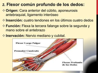 2. Flexor común profundo de los dedos:
Origen: Cara anterior del cúbito, aponeurosis
antebraquial, ligamento interóseo
Inserción: cuatro tendones en los últimos cuatro dedos
Función: Flexa la tercera falange sobre la segunda y
mano sobre el antebrazo
Inervación: Nervio mediano y cubital.
 