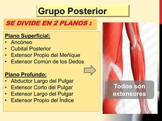 Grupo Posterior
Plano Superficial:
• Ancóneo
• Cubital Posterior
• Extensor Propio del Meñique
• Extensor Común de los Dedos
Plano Profundo:
• Abductor Largo del Pulgar
• Extensor Corto del Pulgar
• Extensor Largo del Pulgar
• Extensor Propio del Índice
Todos son
extensores
SE DIVIDE EN 2 PLANOS :
 