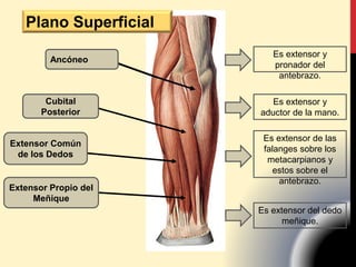 Ancóneo
Cubital
Posterior
Extensor Común
de los Dedos
Extensor Propio del
Meñique
Es extensor y
pronador del
antebrazo.
Es extensor y
aductor de la mano.
Es extensor de las
falanges sobre los
metacarpianos y
estos sobre el
antebrazo.
Es extensor del dedo
meñique.
Plano Superficial
 