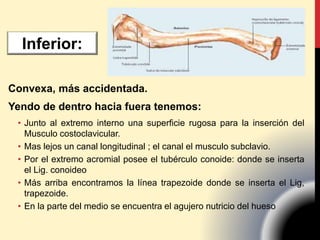 Convexa, más accidentada.
Yendo de dentro hacia fuera tenemos:
• Junto al extremo interno una superficie rugosa para la inserción del
Musculo costoclavicular.
• Mas lejos un canal longitudinal ; el canal el musculo subclavio.
• Por el extremo acromial posee el tubérculo conoide: donde se inserta
el Lig. conoideo
• Más arriba encontramos la línea trapezoide donde se inserta el Lig,
trapezoide.
• En la parte del medio se encuentra el agujero nutricio del hueso
Inferior:
 