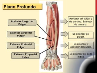 Abductor Largo del
Pulgar
Extensor Largo del
Pulgar
Extensor Corto del
Pulgar
Extensor Propio del
Índice
Abductor del pulgar y
de la mano. Extensor
de la mano.
Es extensor del
pulgar.
Es extensor y
abductor del pulgar.
Es extensor del dedo
índice.
Plano Profundo
 