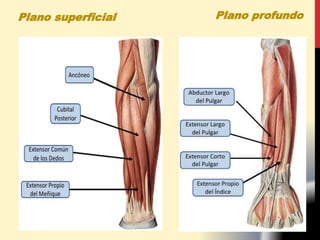 Plano profundoPlano superficial
 
