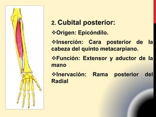 2. Cubital posterior:
Origen: Epicóndilo.
Inserción: Cara posterior de la
cabeza del quinto metacarpiano.
Función: Extensor y aductor de la
mano
Inervación: Rama posterior del
Radial
 