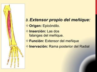 3. Extensor propio del meñique:
Origen: Epicóndilo.
Inserción: Las dos
falanges del meñique.
Función: Extensor del meñique
Inervación: Rama posterior del Radial
 