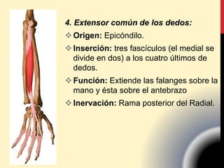 4. Extensor común de los dedos:
Origen: Epicóndilo.
Inserción: tres fascículos (el medial se
divide en dos) a los cuatro últimos de
dedos.
Función: Extiende las falanges sobre la
mano y ésta sobre el antebrazo
Inervación: Rama posterior del Radial.
 