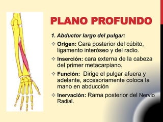 PLANO PROFUNDO
1. Abductor largo del pulgar:
 Origen: Cara posterior del cúbito,
ligamento interóseo y del radio.
 Inserción: cara externa de la cabeza
del primer metacarpiano.
 Función: Dirige el pulgar afuera y
adelante, accesoriamente coloca la
mano en abducción
 Inervación: Rama posterior del Nervio
Radial.
 