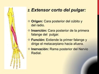 2. Extensor corto del pulgar:
 Origen: Cara posterior del cúbito y
del radio.
 Inserción: Cara posterior de la primera
falange del pulgar.
 Función: Extiende la primer falange y
dirige el metacarpiano hacia afuera.
 Inervación: Rama posterior del Nervio
Radial.
 
