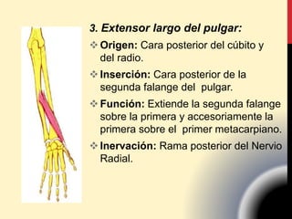3. Extensor largo del pulgar:
Origen: Cara posterior del cúbito y
del radio.
Inserción: Cara posterior de la
segunda falange del pulgar.
Función: Extiende la segunda falange
sobre la primera y accesoriamente la
primera sobre el primer metacarpiano.
Inervación: Rama posterior del Nervio
Radial.
 