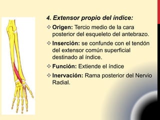 4. Extensor propio del índice:
Origen: Tercio medio de la cara
posterior del esqueleto del antebrazo.
Inserción: se confunde con el tendón
del extensor común superficial
destinado al índice.
Función: Extiende el índice
Inervación: Rama posterior del Nervio
Radial.
 
