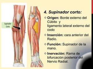 4. Supinador corto:
Origen: Borde externo del
Cúbito y
ligamento lateral externo del
codo
Inserción: cara anterior del
Radio.
Función: Supinador de la
mano.
Inervación: Rama de
bifurcación posterior del
Nervio Radial.
 