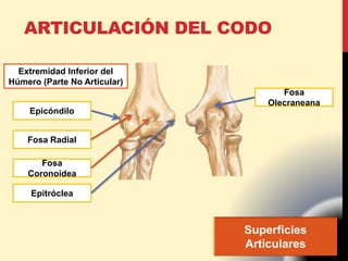 ARTICULACIÓN DEL CODO
Superficies
Articulares
Extremidad Inferior del
Húmero (Parte No Articular)
Epicóndilo
Epitróclea
Fosa Radial
Fosa
Coronoidea
Fosa
Olecraneana
 