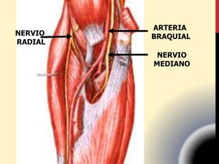 ARTERIA
BRAQUIAL
NERVIO
MEDIANO
NERVIO
RADIAL
 
