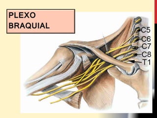PLEXO
BRAQUIAL
 