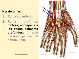 Nervio ulnar:
1. Rama superficial.
2. Rama profunda:
motora; acompaña a
los vasos palmares
profundos: arco
nervioso palmar del
nervio ulnar.
Lateral
MedialCD Anatomía Sobotta
 