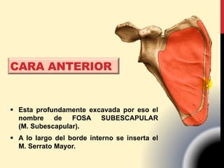 CARA ANTERIOR
 Esta profundamente excavada por eso el
nombre de FOSA SUBESCAPULAR
(M. Subescapular).
 A lo largo del borde interno se inserta el
M. Serrato Mayor.
 