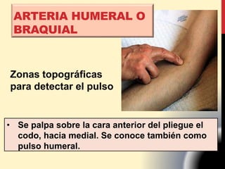 ARTERIA HUMERAL O
BRAQUIAL
Zonas topográficas
para detectar el pulso
• Se palpa sobre la cara anterior del pliegue el
codo, hacia medial. Se conoce también como
pulso humeral.
 
