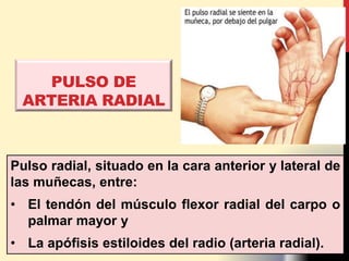 PULSO DE
ARTERIA RADIAL
Pulso radial, situado en la cara anterior y lateral de
las muñecas, entre:
• El tendón del músculo flexor radial del carpo o
palmar mayor y
• La apófisis estiloides del radio (arteria radial).
 