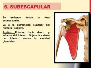 6. SUBESCAPULAR
Se extiende desde la fosa
subescapular.
Va a la extremidad superior del
húmero (troquin).
Acción: Rotador hacia dentro y
aductor del húmero. Sujeta la cabeza
del húmero contra la cavidad
glenoidea.
 