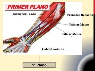 Pronador Redondo
Cubital Anterior
Palmar Mayor
Palmar Menor
1° Plano
PRIMER PLANO
SUPINADOR LARGO
 