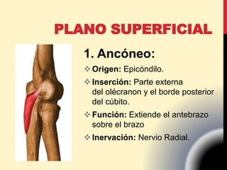 PLANO SUPERFICIAL
1. Ancóneo:
Origen: Epicóndilo.
Inserción: Parte externa
del olécranon y el borde posterior
del cúbito.
Función: Extiende el antebrazo
sobre el brazo
Inervación: Nervio Radial.
 