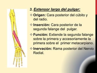 3. Extensor largo del pulgar:
Origen: Cara posterior del cúbito y
del radio.
Inserción: Cara posterior de la
segunda falange del pulgar.
Función: Extiende la segunda falange
sobre la primera y accesoriamente la
primera sobre el primer metacarpiano.
Inervación: Rama posterior del Nervio
Radial.
 