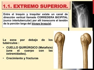 ANATOMÍA DEL MIEMBRO SUPERIOR | PPTX