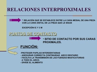 Anato arcos hasta relac interprox | PPT