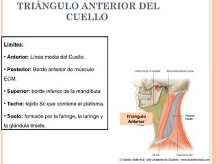 TRIÁNGULO ANTERIOR DEL
CUELLO
Limites:
• Anterior: Línea media del Cuello.
• Posterior: Borde anterior de músculo
ECM.
• Superior: borde inferior de la mandíbula
• Techo: tejido Sc que contiene el platisma.
• Suelo: formado por la faringe, la laringe y
la glándula tiroide.
Triangulo
Anterior
 