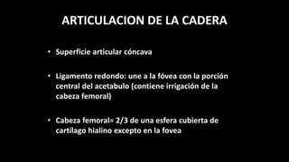 ARTICULACION DE LA CADERA
• Superficie articular cóncava
• Ligamento redondo: une a la fóvea con la porción
central del acetabulo (contiene irrigación de la
cabeza femoral)
• Cabeza femoral= 2/3 de una esfera cubierta de
cartílago hialino excepto en la fovea
 