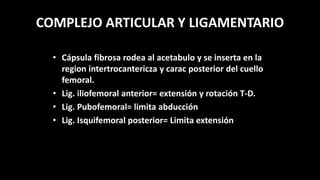 COMPLEJO ARTICULAR Y LIGAMENTARIO
• Cápsula fibrosa rodea al acetabulo y se inserta en la
region intertrocantericza y carac posterior del cuello
femoral.
• Lig. iliofemoral anterior= extensión y rotación T-D.
• Lig. Pubofemoral= limita abducción
• Lig. Isquifemoral posterior= Limita extensión
 