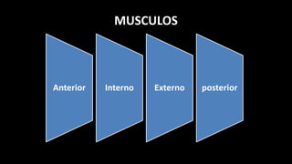MUSCULOS
Anterior Interno Externo posterior
 