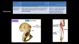 flexion
Sartorio Cara lateral EIAS, atraviesa la linea media y
desciende por cara medial del muslo hasta
caracanteromedial de la pierna
Felxor debil y rotacion externa
del musculo
Tensor de la
facia lata
Labio externo de la cresta iliaca y en parte de la
espina iliaca anterosuperior y se inserta en la
cintilla iliotibilial.
Abductor y flexor del muslo y
tensa la cintilla iliotibial que
mantiene la flexion de la
rodilla cuando caminamos
Superficiales
 