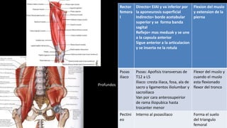 Rector
femora
l
Directo= EIAI y va inferior por
la aponeurosis superficial
Indirecto= borde acetabular
superior y se forma banda
sagital
Reflejo= mas meduak y se une
a la capsula anterior
Sigue anterior a la articulacion
y se inserta ne la rotula
Flexion del muslo
y extension de la
pierna
Psoas
iliaco
Psoas: Apofisis transversas de
T12 a L5
Iliaco: cresta iliaca, fosa, ala de
sacro y ligamentos iliolumbar y
sacroiliaco
Van por cara anterosupeirior
de rama iliopubica hasta
trocanter menor
Flexor del muslo y
cuando el muslo
esta flexionado
flexor del tronco
Pectini
eo
Interno al psoasiliaco Forma el suelo
del triangulo
femoral
Profundos
 