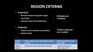 REGION EXTERNA
• Superficial
– Porcion anterior del gluteo mayor
– Fascia lata
– Musculo tensor de la fascia lata
• Profunda
– Gluteo menor (anterior y profundo)
– Gluteo medio
Deltoides de
Farebeuf
Gluteo
menor
Tercio anterior de la cara externa del ala
del ilion
Abductor del muslo (sec
flexor MP)
Gluteo
medio
Dos tercios posteriores del ala del ilion Abductor del muslo
(secu exten MP)
Tendon abductor
de la cadera
 