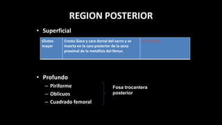 REGION POSTERIOR
• Superficial
• Profundo
– Piriforme
– Oblicuos
– Cuadrado femoral
Gluteo
mayor
Cresta ilíaca y cara dorsal del sacro y se
inserta en la cara posterior de la zona
proximal de la metáfisis del fémur.
L5 S1 y S2
Fosa trocantera
posterior
 