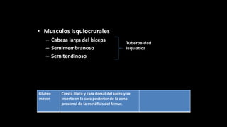 • Musculos isquiocrurales
– Cabeza larga del biceps
– Semimembranoso
– Semitendinoso
Tuberosidad
isquiatica
Gluteo
mayor
Cresta ilíaca y cara dorsal del sacro y se
inserta en la cara posterior de la zona
proximal de la metáfisis del fémur.
 