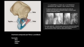 Enartrosis compuesta por fémur y acetábulo
Formado:
Ilion
Isquion
Pubis
 