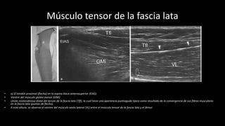 Músculo tensor de la fascia lata
• a) El tendón proximal (flecha) en la espina ilíaca anterosuperior (EIAS).
• Vientre del músculo glúteo menor (GMi)
• Unión miotendinosa distal del tensor de la fascia lata (Tff), la cual tiene una apariencia puntiaguda típica como resultado de la convergencia de sus fibras musculares
en la fascia lata (puntas de flecha).
• A esta altura, se observa el vientre del músculo vasto lateral (VL) entre el músculo tensor de la fascia lata y el fémur
 